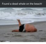 Found a Dead Whale on the Beach! Beach Meme on ME.ME