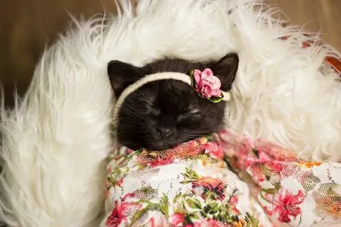 This kitten dolled up for her very own newborn photoshoot is
