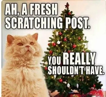Pin by Ronald on Christmas Cats Christmas memes funny, Funny