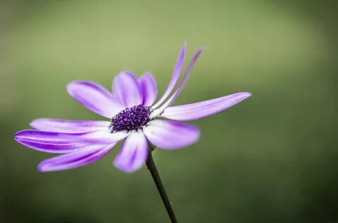 Purple Flower Bloom - Free photo on Pixabay