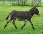 The meaning and symbolism of the word - Donkey