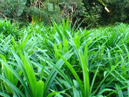 Pandan leaves "I think it’s going to be the new matcha" prod