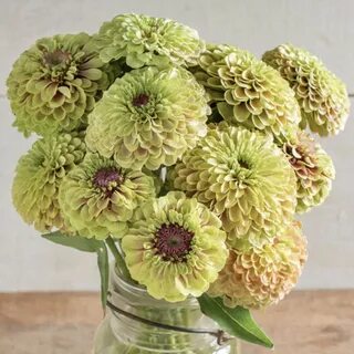 Zinnia Queen Lime with Blush