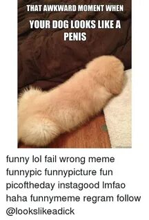 Search Penis Meme Memes on SIZZLE