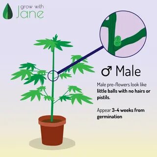 Female Vs Male Pot Plant
