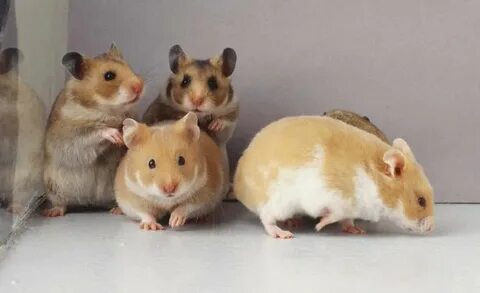 reminds me of my own bunch of hammies, back when i was still