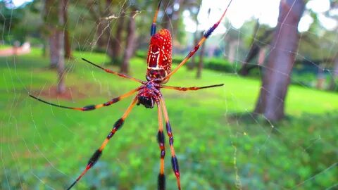 Huge Tropical Spiders! At Washington Oaks state park Florida