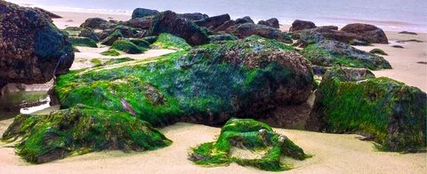 Green moss on the rocks on the sea coast free image download