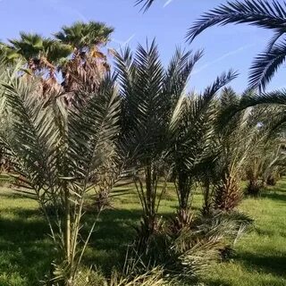 Medjool Date Palm - Hardy Palm Tree Farm