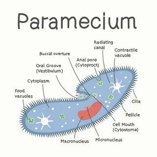 Take a Peek into the Seductive World of Paramecium