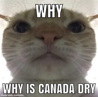 Please guys I need to know /r/okbuddyretard Staring Cat / Gu