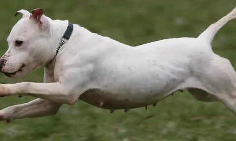 DF vil have Staffordshire bull terrier på kamphundeliste - I