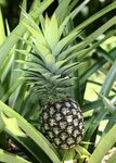 Pineapple 'White Jade' (Ananas comosus) Pineapple planting, 