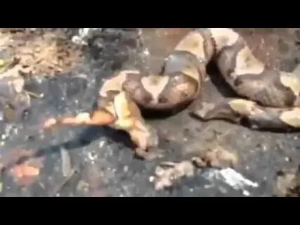 Decapitated Snake Bites Itself - YouTube