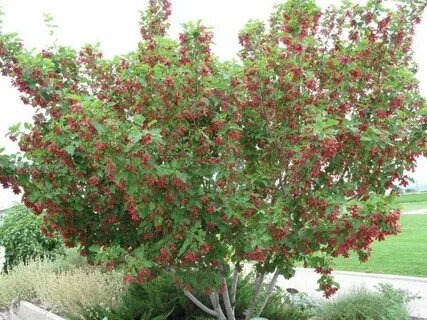 Hot wings Tartarium Maple tree with it's showy summer red sa