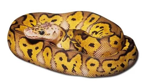 Why are clown ball pythons expensive? - Pets and Animals Gui