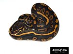 Leopard Mahogany - Morph List - World of Ball Pythons