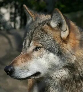 wolf head pictures images - Google Search Wolf, Animals, Wol