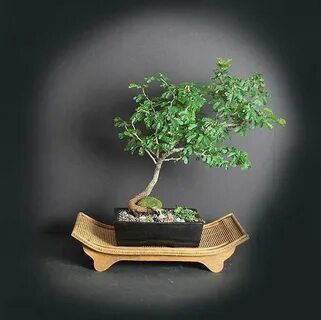 ◔ ◡ ◔ Texas ebony tree bonsai in 2022 sonyo's blog