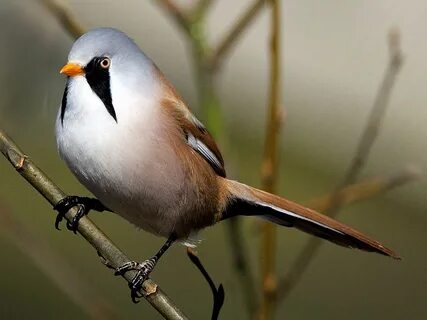 bearded tit Little Birds, Small Birds, Bird Photography, Wildlife Photograp...