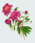 Pin by El Sanatları on decoupage Flower illustration, Botani