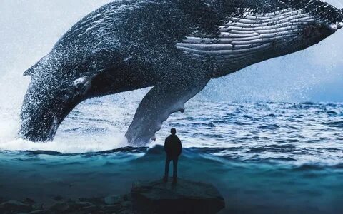 Bitcoin Records Highest Whale Population in History - PumpMo
