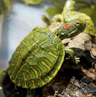 cb. 2016 "Rio Grande Ornate" Red Ears. Pet turtle, Cute baby