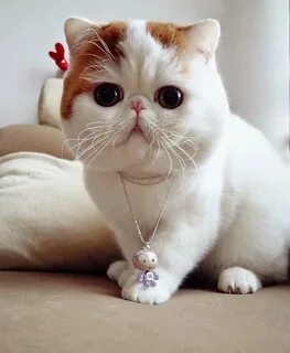 Free photo: Exotic shorthair - Cat, Exotic, Pet - Free Downl