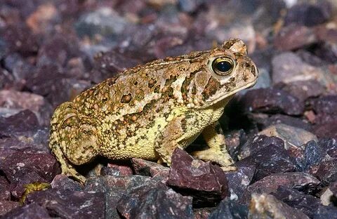 Fowler's Toad Facts, Habitat, Diet, Life Cycle, Baby, Pictur