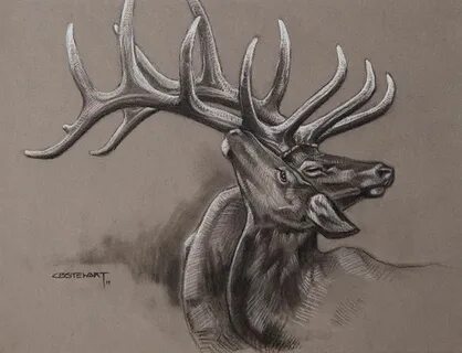 Elk Original Sketch Charcoal drawing, Elk drawing, Drawings