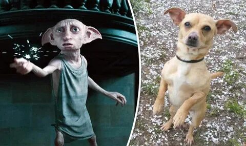 Understand and buy dobby the house elf costume for dogs chea