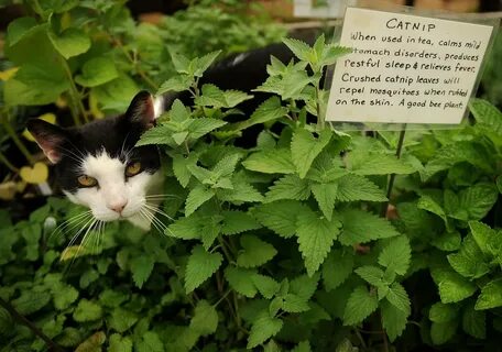 Catnip and other feline favorites in the garden