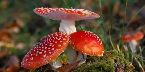 Галлюциногенные грибы могут усилить творческий потенциал и ч