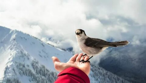 Учёные: в горах птицы становятся сообразительнее