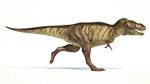 T. Rex’s Tiny Arms May Have Been Vicious Weapons