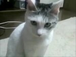 Shocked Cat - OMG! - Coub - The Biggest Video Meme Platform