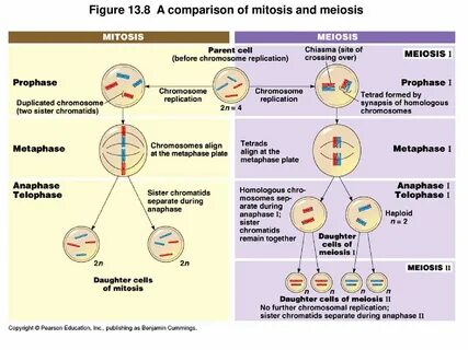 Meiosis and Sexual Life Cycles - ppt download