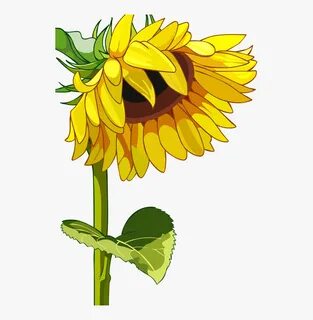 Drawn Mason Jar Sunflower Png - Sunflower Vector, Transparen