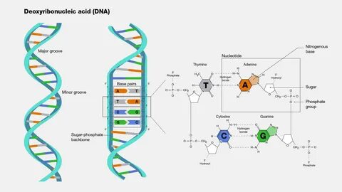 Structure of DNA: Overview, DNA Types and Function