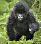 Pin by Laurie McBride on Baby Animals Baby gorillas, Fluffy 