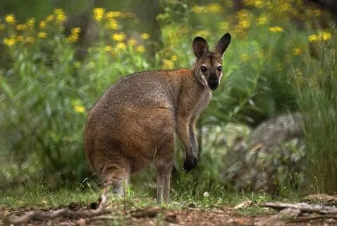 Wallaby Pictures - Kids Search