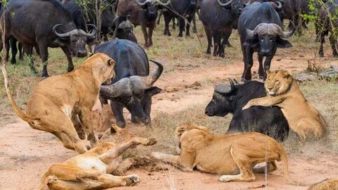 Buffalo Alone Fighting 4 Lion Buffalo Is Too Strong. Scared 