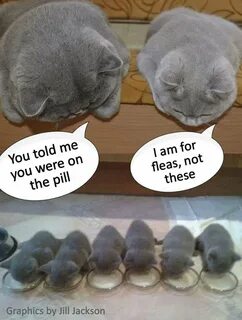 Pin by Lucy Benavides on funny & positive vibes Kittens funn