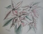 Poinsettia Flower Drawing at PaintingValley.com Explore coll
