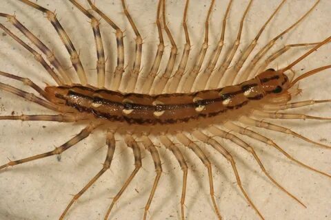 HOUSE CENTIPEDES ON THE MOVE Weird insects, Centipede, Pictu