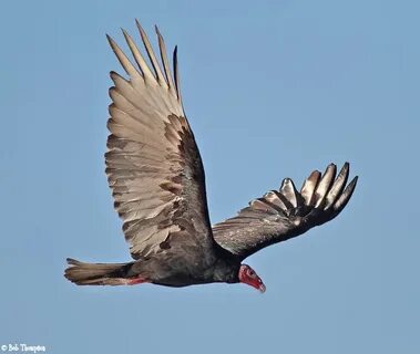 turkey vulture aka cathartes aura Creatures, Auras, Vulture