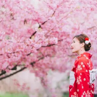 Asian woman wearing kimono with cherry blossoms,sakura in Ja