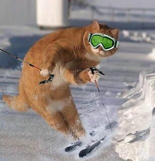 Funny Skiing Cat Picture Funny cats, Cat pics, Skiing humor