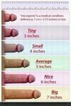 Pictures Of Different Size Of Penis - Heip-link.net