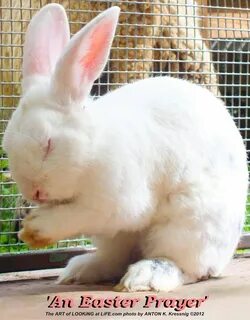 Free photo: Easter rabbit sideways - Animal, Cute, Doll - Fr